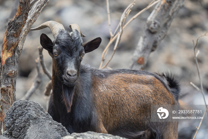 feral goat in hawaii