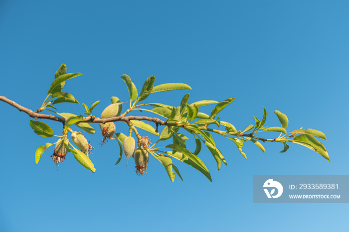 Almond nuts growing on a tree branch in almond orchard. Selective focus,