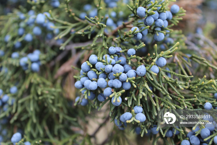 Eastern red cedar berries closeup at Lakewood Forest Preserve in Wauconda, Illinois