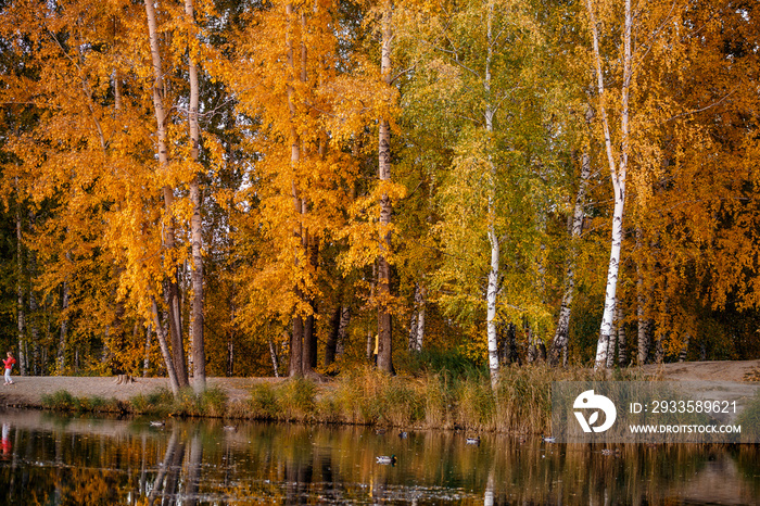 Natural autumn landscape of Russian forest with birches and lake