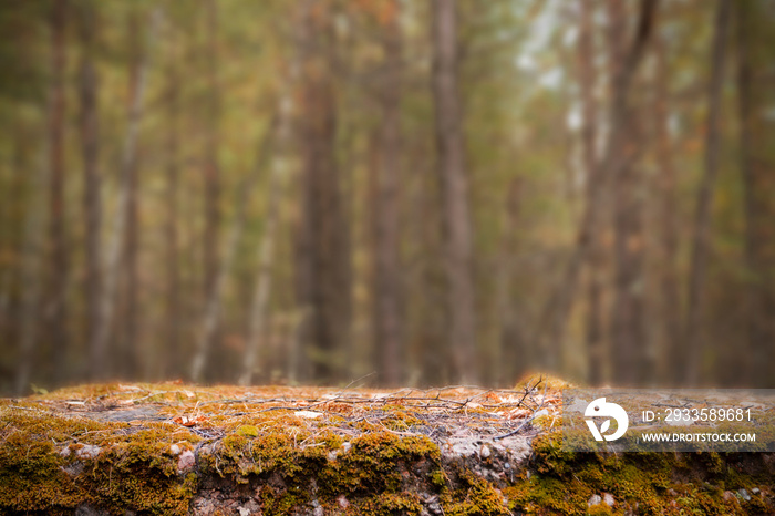 autumn background for subject photography - a stone table in an autumn forest is a blurry background for a product photographer.