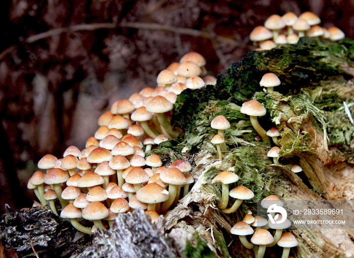 Sulphur Tuft fungus (Hypholoma fasiculare) growing on an old mossy tree stump, Hampshire, UK