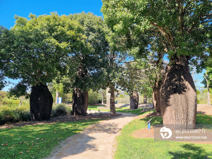 Boab bottle trees in a grove in a botanic garden