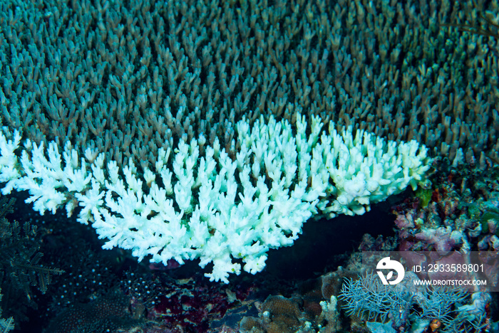 Coral Bleaching