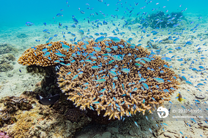 加計呂麻島の枝珊瑚とデバスズメダイ / Chromis viridis