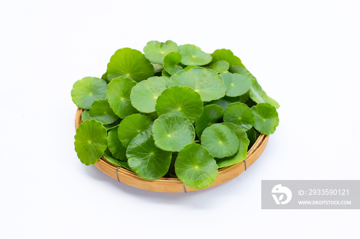 Fresh green centella asiatica leaves or water pennywort plant