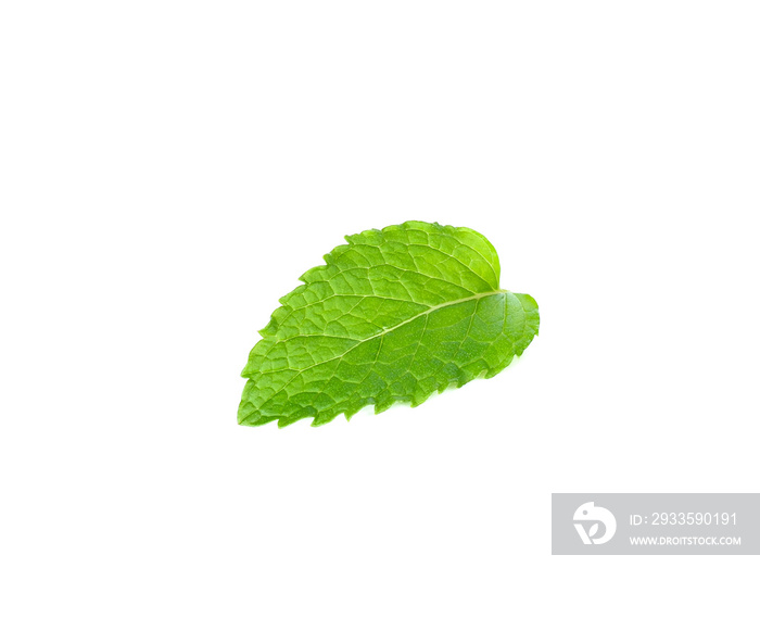 mint leaf isolated on the white background