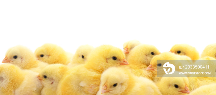 Group of little chicks.