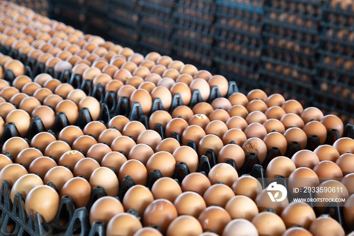 Egg panels arranged on a chicken farm with a blurred egg background, Occupation of farmers in Thailand