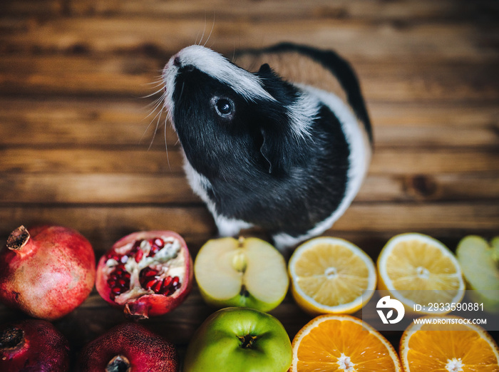 Guinea Pig wants to try juicy fruit. Apples, oranges, lemons, grenades. Wooden background. Feeding guinea pigs.