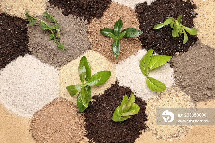 Different types of soil with plants on color background