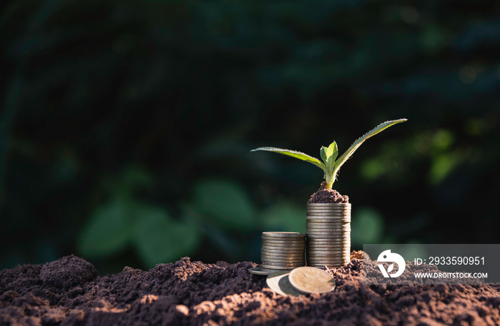 The pile of coins is placed on the soil and a plant grows on top in nature background.