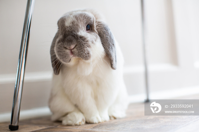 Mini Lop Bunny