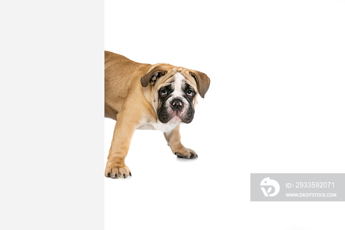 Brown color bulldog posing isolated on white studio background. Concept of animal, breed, vet, health and care