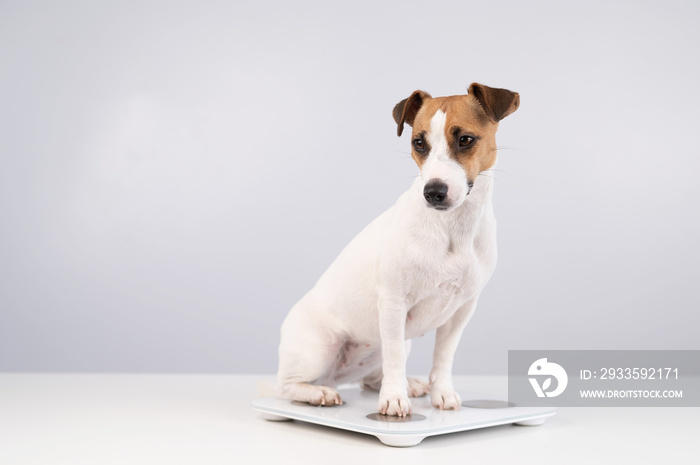 Dog jack russell terrier stands on the scales on a white background.