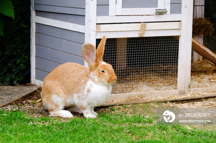 Fluffy rabbit with white and red fur in the grass.