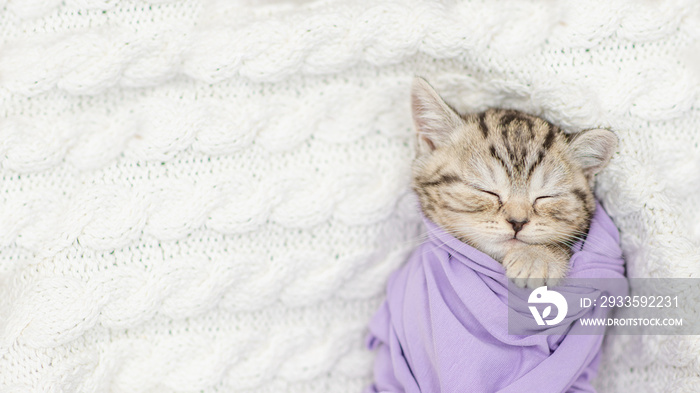 Cute tiny kitten wrapped like a baby, sleeps on a bed. Top down view