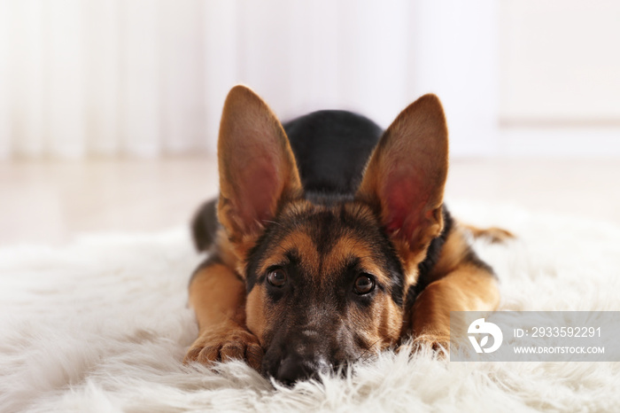 Cute dog shepherd on carpet