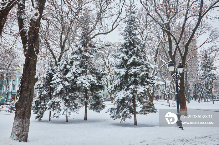 winter beautiful park with many big trees benches