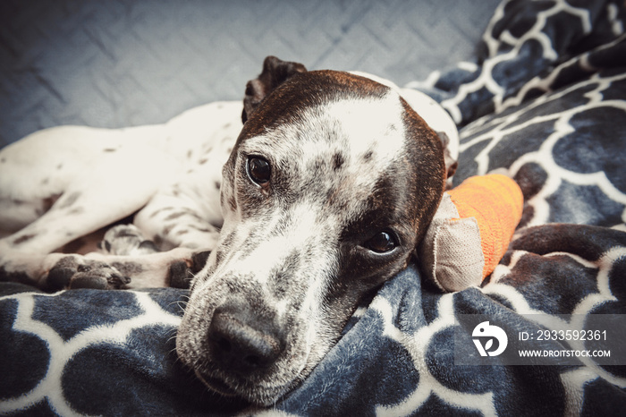 Dog With Injured Paw Resting On Gray Blankets