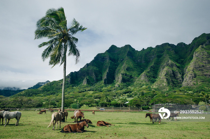 Horse ranch Kualoa Ranch Oahu Hawaii