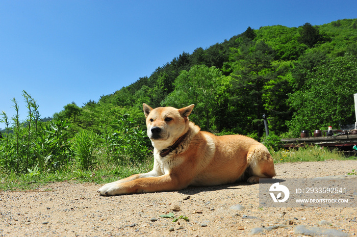 Korean Jindo Dog