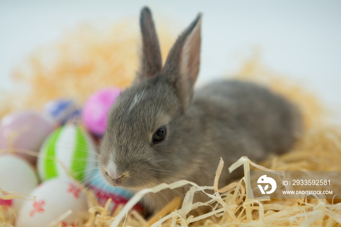 Easter eggs with Easter bunny in nest