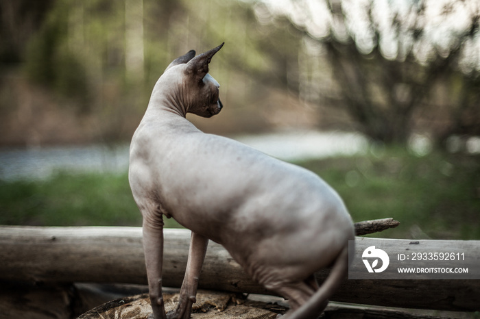 Sphynx cat pictured from behind with a blurry background, as it is exploring the wilderness for the first time