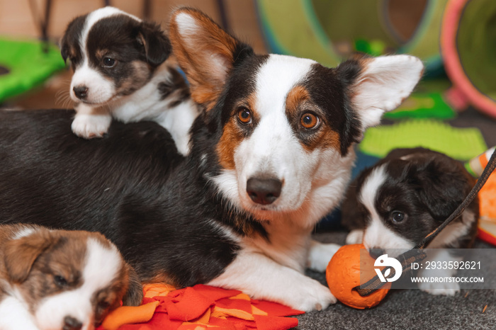 Welsh Corgi Cardigan cute fluffy dog puppies with their mom. Close-up portrait of puppies and dog, funny animals