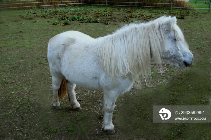 weißes Pony /s mit langer Mähne