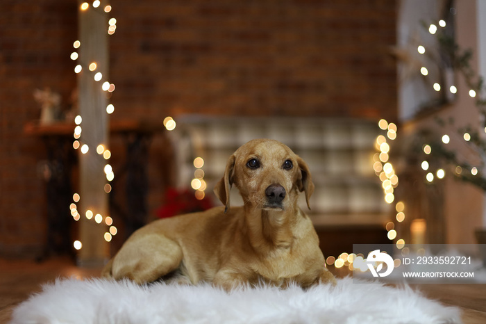 Small cute tired dog resting on a carpet in front of Christmas lights and decorations.