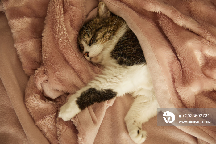 a gray cat sleeps at home under a warm blanket with a blanket on the bed.