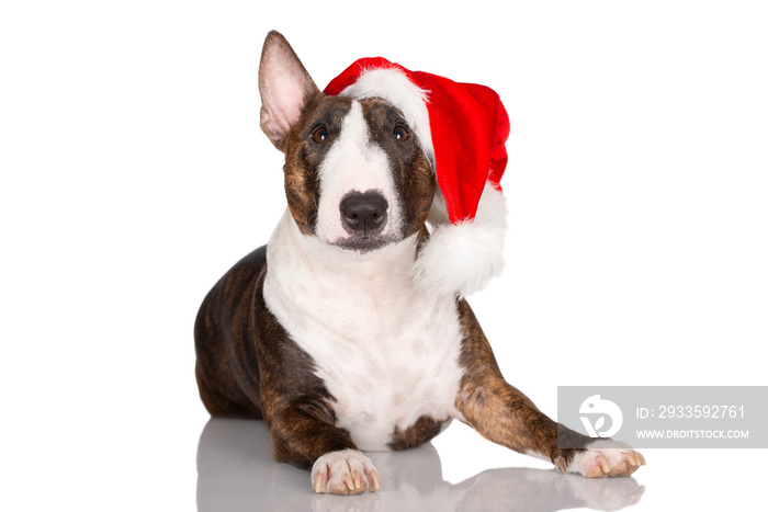 miniature bull terrier dog in santa hat isolated on white