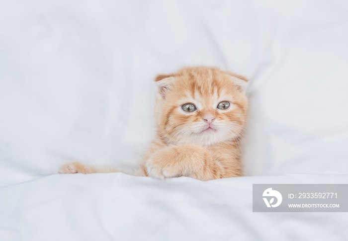 Cozy ginger fold kitten looks from under white warm blanket. Top down view