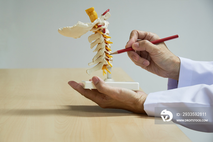 Doctor demonstrate anatomy of cervical spine model