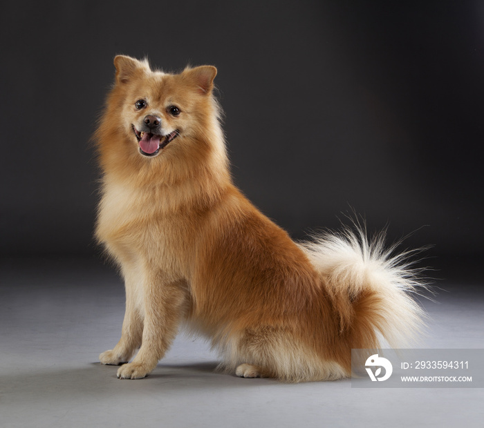 German medium spitz