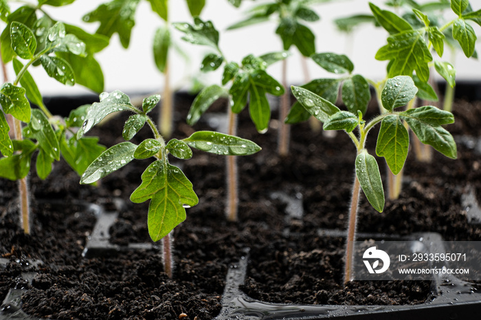 Growing tomatoes from seeds, step by step. Step 7 - the sprouts have grown.