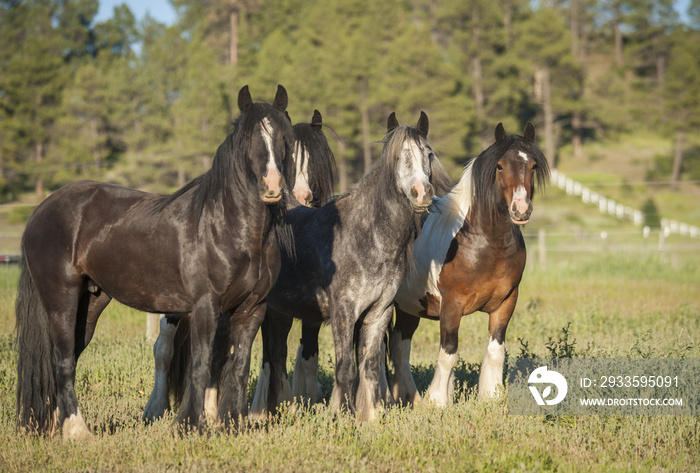 Herd of Gypsy Vanner Horses close together in paddock