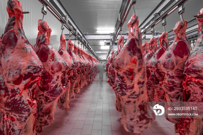 Freshly slaughtered halves of cattle hanging on the hooks in a refrigerator room of a meat plant for further food processing. Halal cutting.