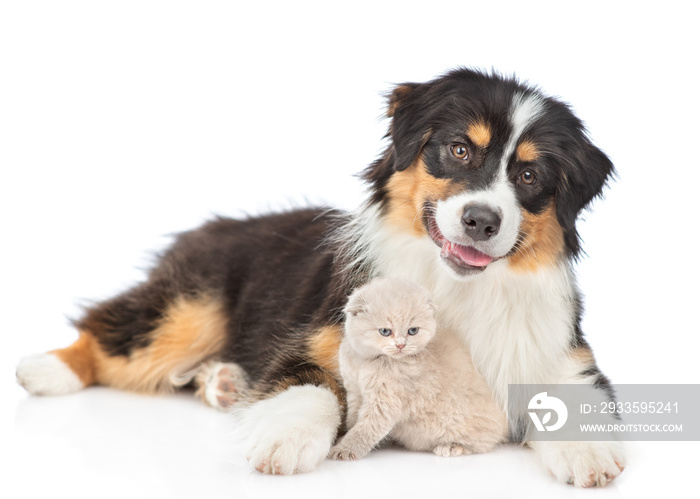 Adult australian shepherd dog embracing kitten. isolated on white background