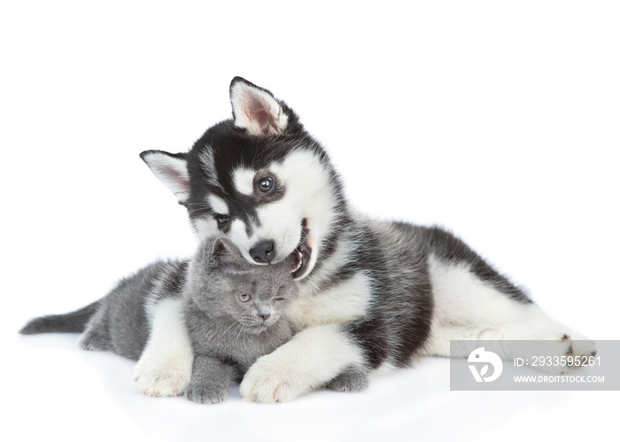 Playful Siberian Husky puppy embracing kitten and chews her ear. isolated on white background