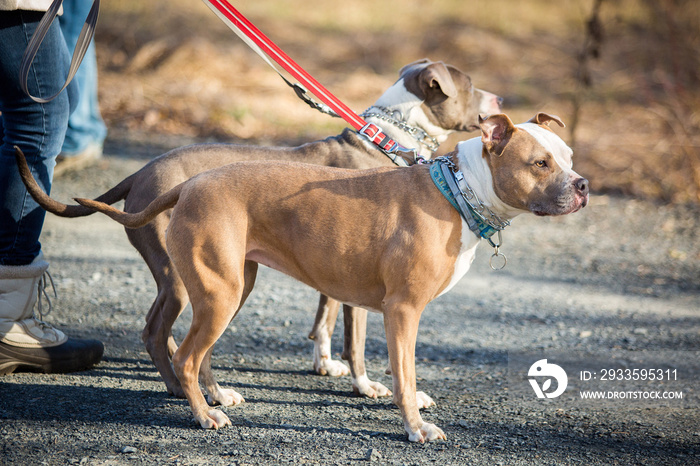 dog walking outside on leash day job