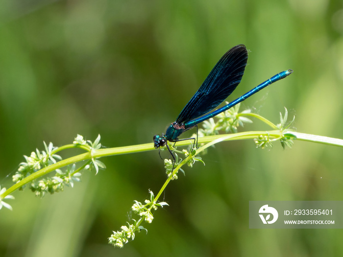 Blauflügel Prachtlibelle (Calopteryx virgo) sitzend