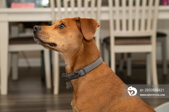 Young puppy patiently waits durning sit and come training