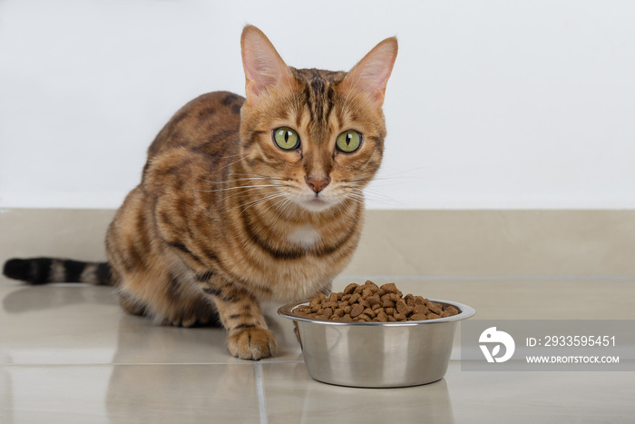 The domestic cat is sitting next to a bowl of cat food on the floor.