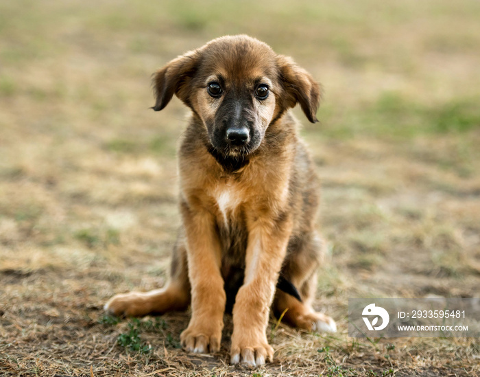 mongrel puppy sitting on grass