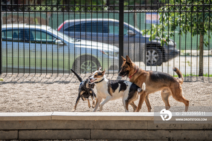 Fun scene at a dog park in the city: cute dogs run, fetch and play on a summer day.