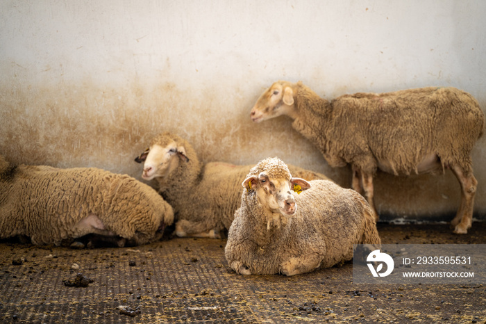 Woolly sheep in the barn