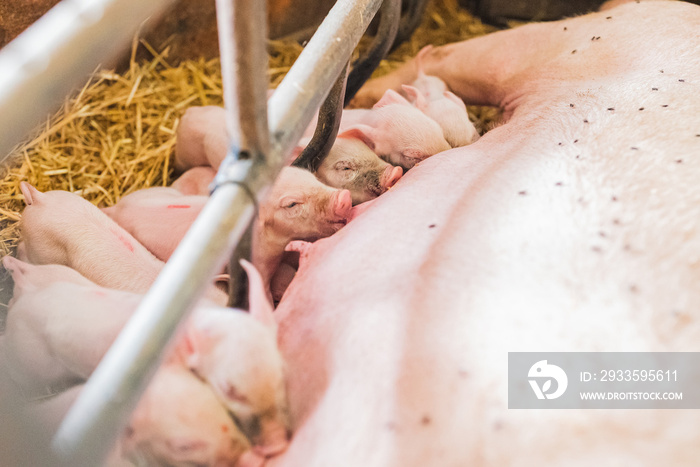 young piglets sucking sow milk