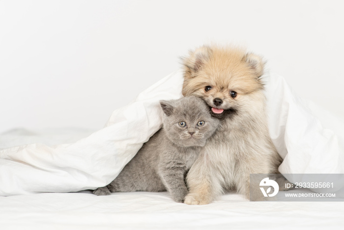 Pomeranian spitz puppy and gray kitten sit together under warm blanket on a bed at home